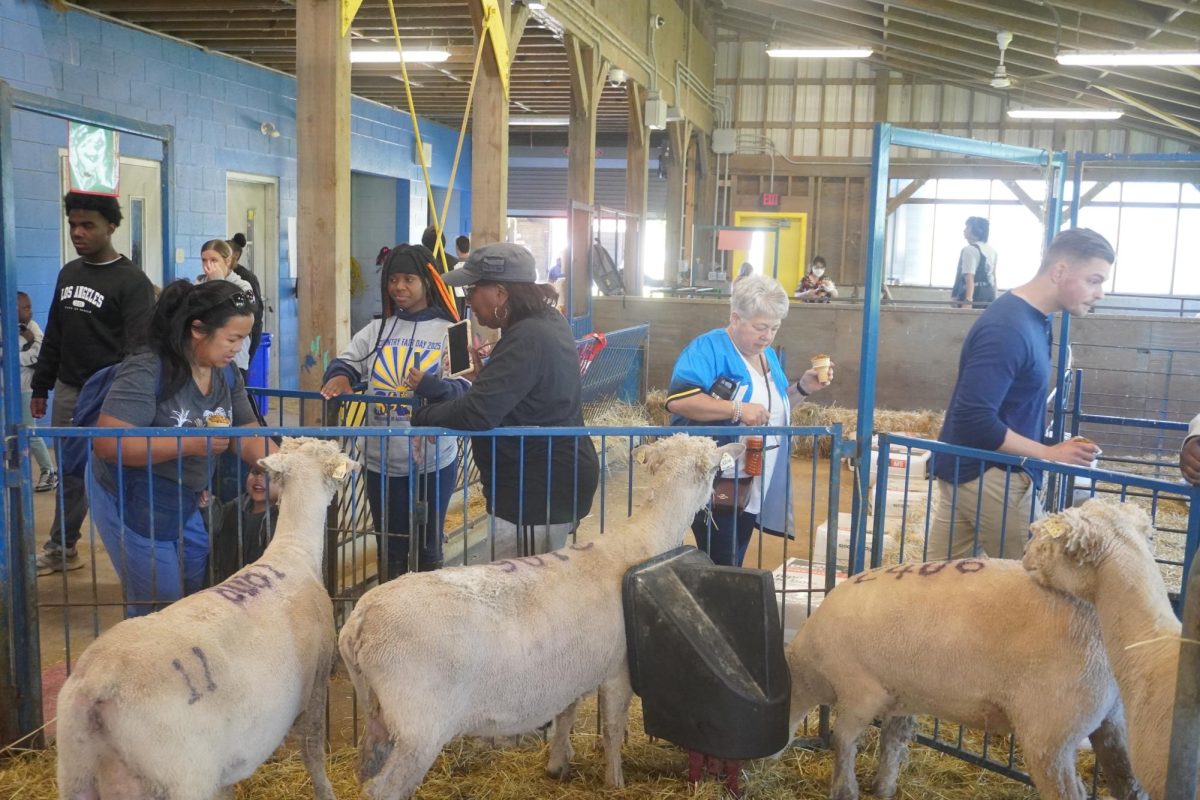 Guest waiting in line to feed the sheep a treat