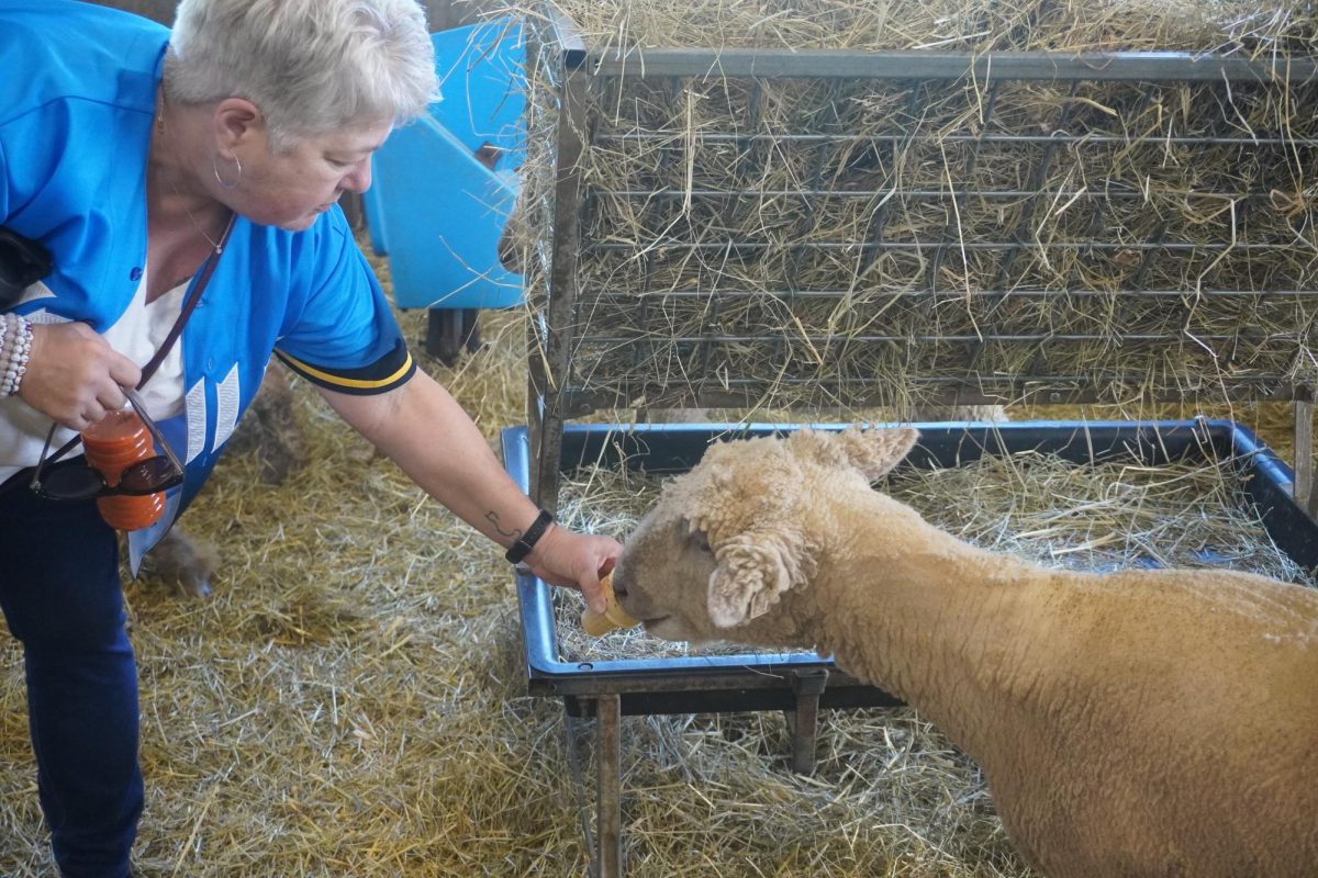 Woman feeding a sheep a treat of an ice cream cone filled with feed